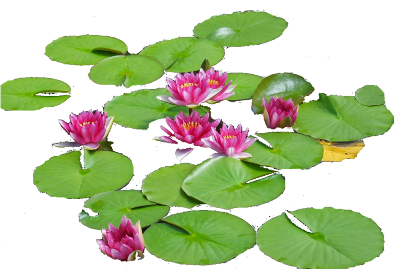 Water Lilys - Lake (800x533)