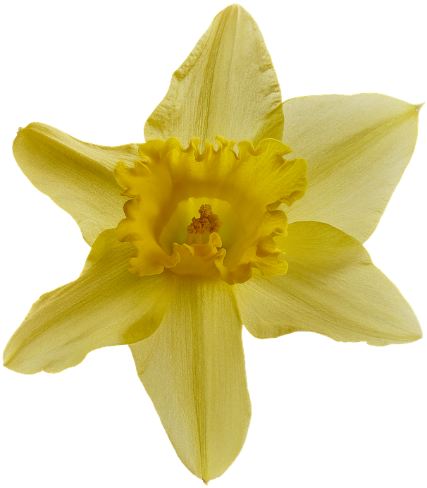 Transparent Background Daffodil Clipart (655x720)