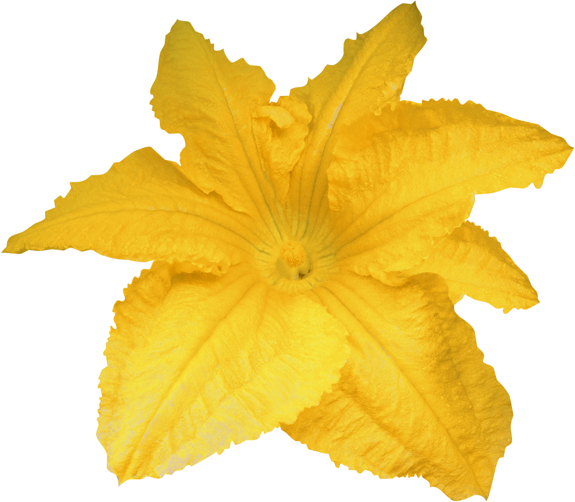 Calabaza Pumpkin Flower Yellow - Pumpkin Flower Png (1168x1020)