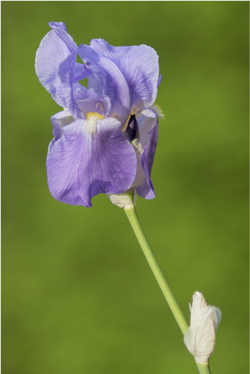 Iris - Iris Albicans (800x536)