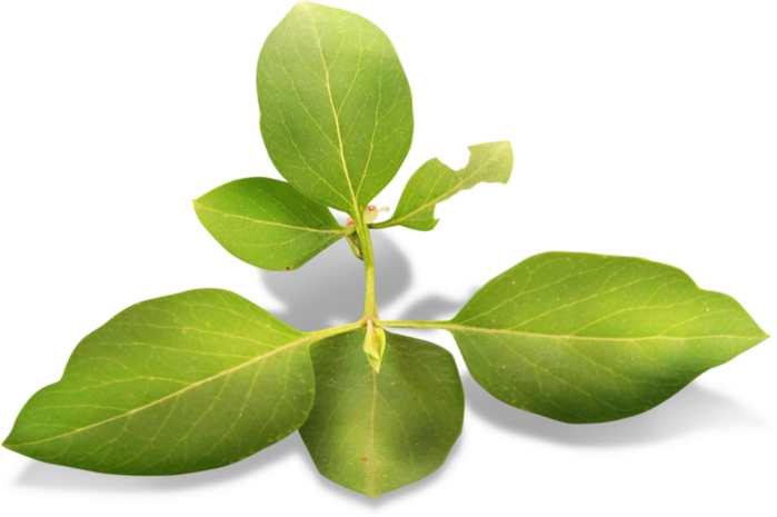 Скрап Набор " Розовый Сад " - Bud (699x465)