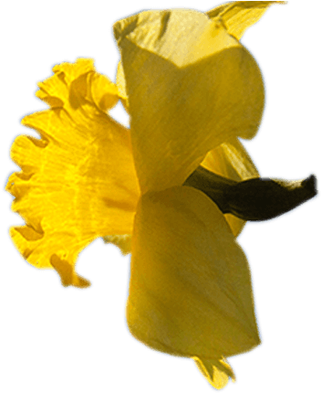 Go Behind The Scenes On A Working Flower Farm - Iris (392x430)