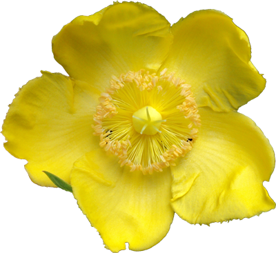 Mainpicture - Yellow Flower Texture Png (400x367)