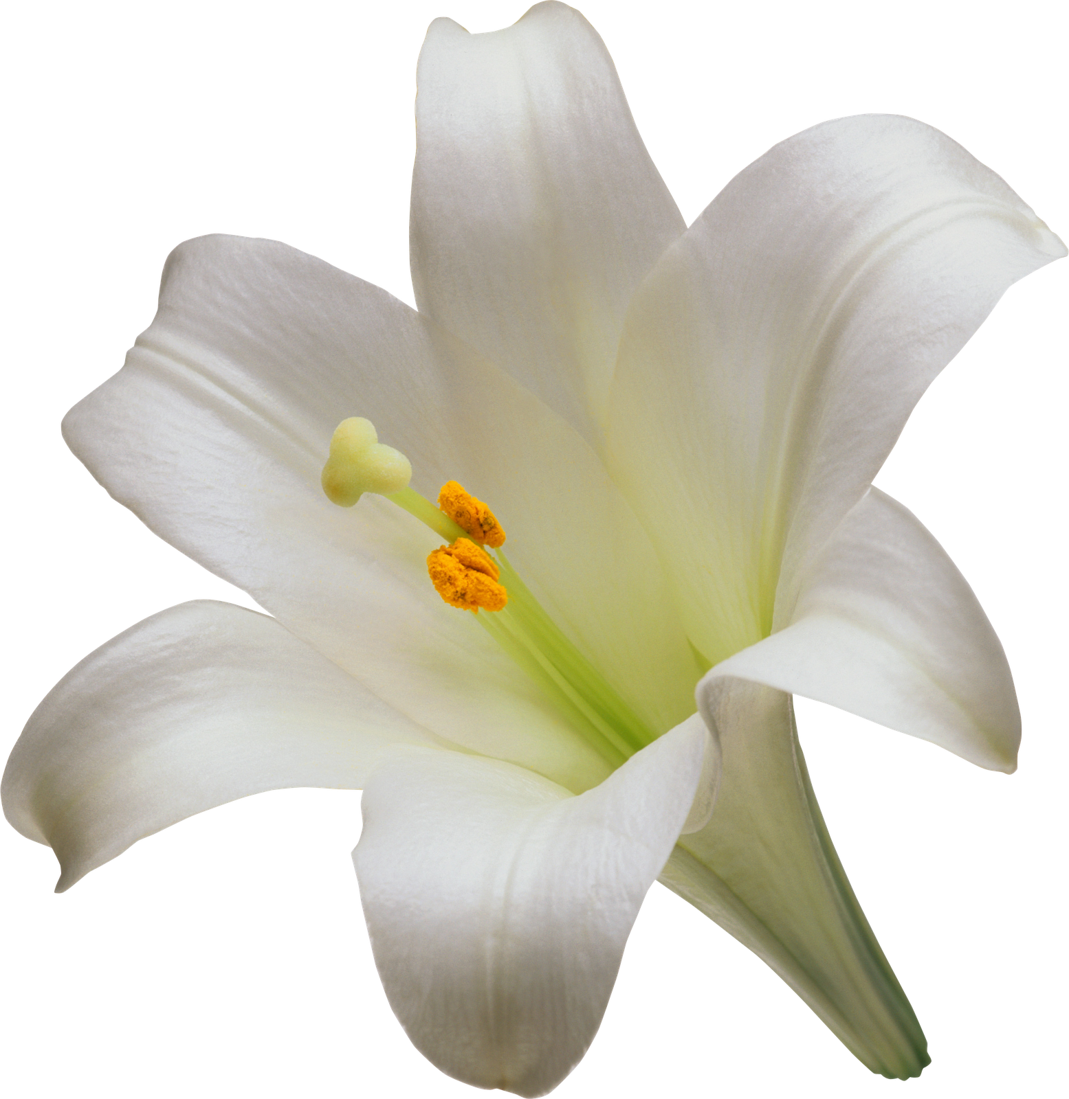 Resultado De Imagen Para Imagenes En Png Para Photoshop - White Lily Flower Png (1555x1600)