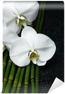 Image Of The Spa Concept Three Orchid, Bamboo Grove - Moth Orchid (400x400)