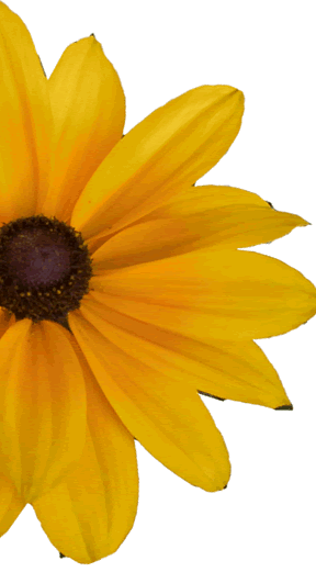 Blackeyed Susan - Black-eyed Susan (288x521)