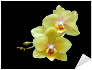 Aufkleber Gelbe Orchidee Auf Einem Schwarzen Hintergrund - Yellow (400x400)