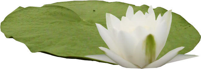 Clip Art, Illustrations - Water Lily (650x224)