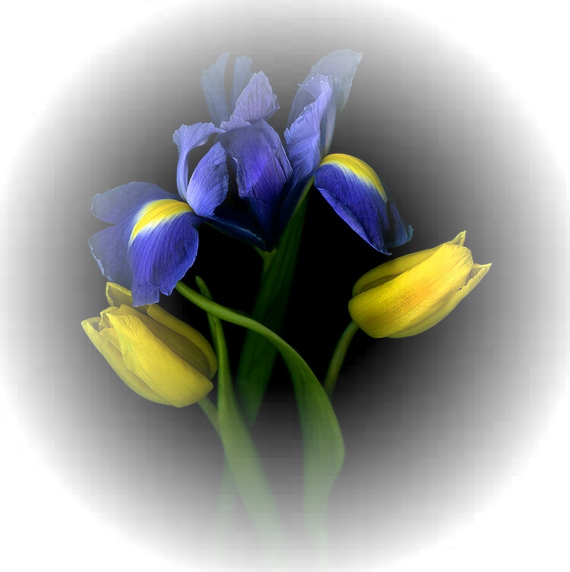 Iris Flower Black Background (570x572)