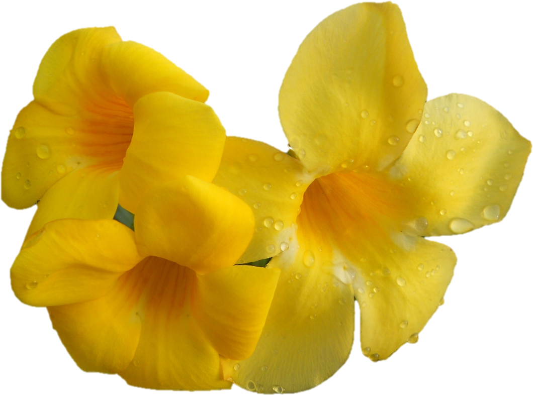 Darshan Of Sri Sarada Devi At Belur Math On - Houseplant (1086x821)