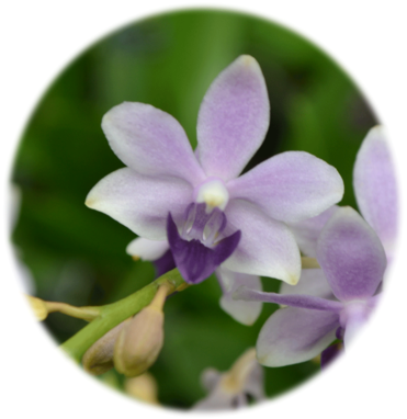 Dsc 0342 - Periwinkle (400x600)