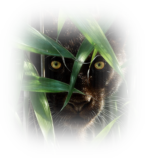 Wildeyes - Collin Bogle - Wild Eyes Giclee On Canvas (550x600)