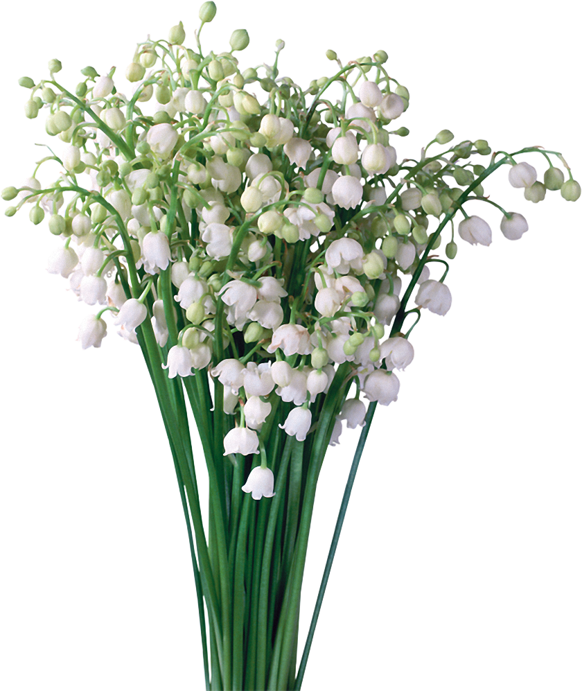 Animacje, Gify I Inne Cuda - Ландыши (840x997)