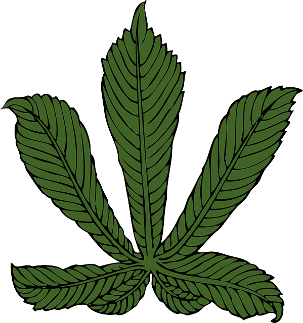 Large, Leaf, Tree, Horse, Plant, Medicine - Horse Chestnut Leaf Transparent (599x640)