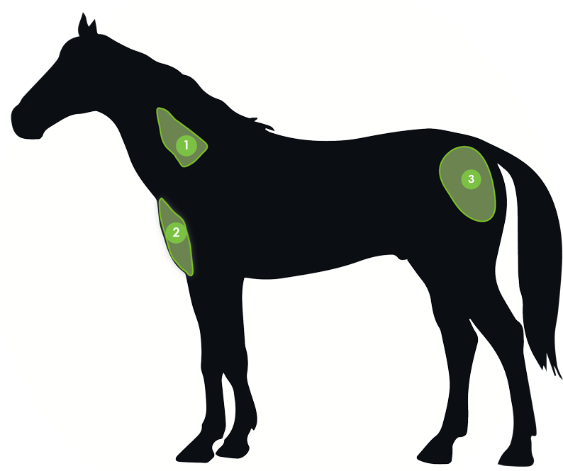 Suitable Sites For Osphos Injection - Intramuscular Injection Sites For Horses (794x665)