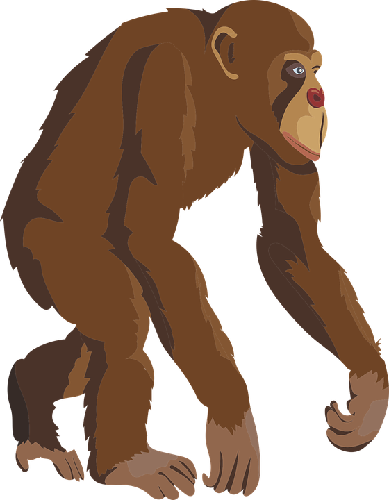 Chimpanzee Clipart Brown Monkey - Monkey (560x720)
