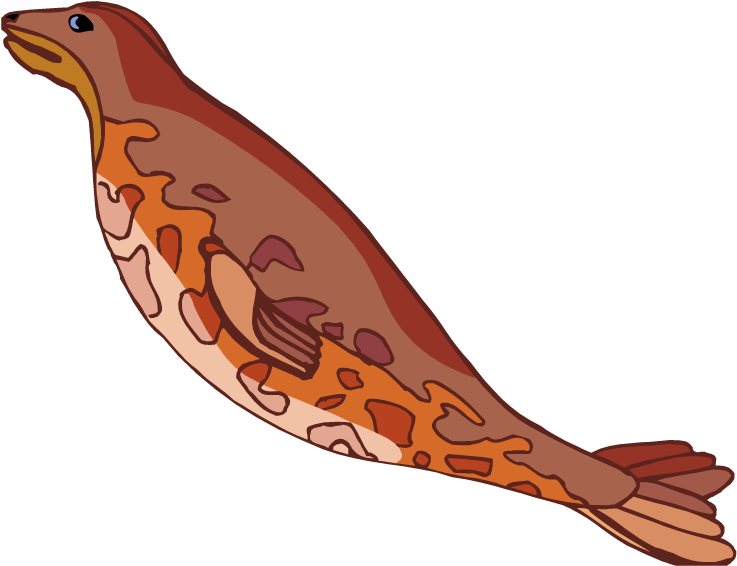 Leopard Seal Clipart Transparent - Harbor Seal Clipart (750x583)