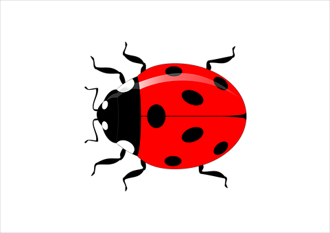 Ladybug Insect Vector Garden Nature Red Sp - Vector Graphics (481x340)