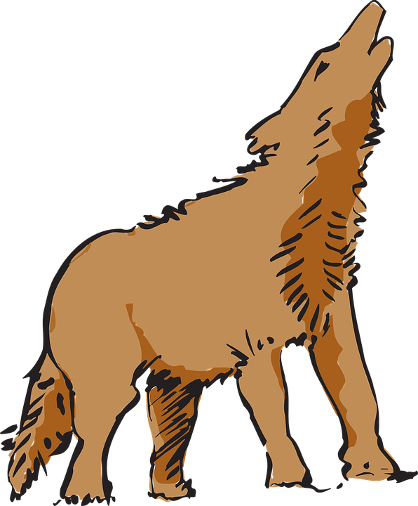 Coyote Clip Art - Red Wolf Clip Art (596x720)