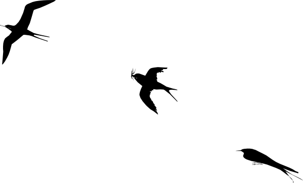 Bird Flight Clip Art - Bird (600x363)