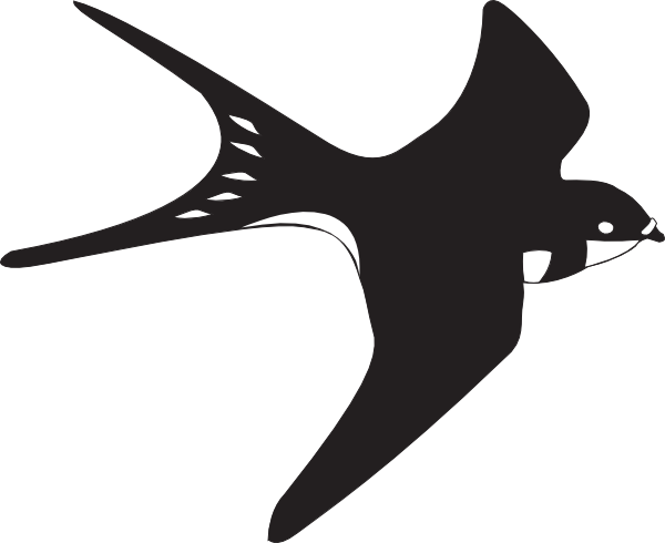 Seagulls In - Black And White Bird (600x490)