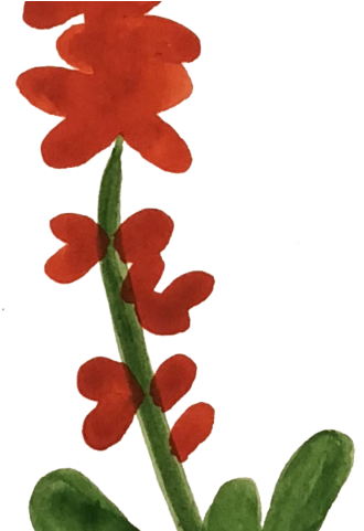 Red Flower - Red Flower (480x480)