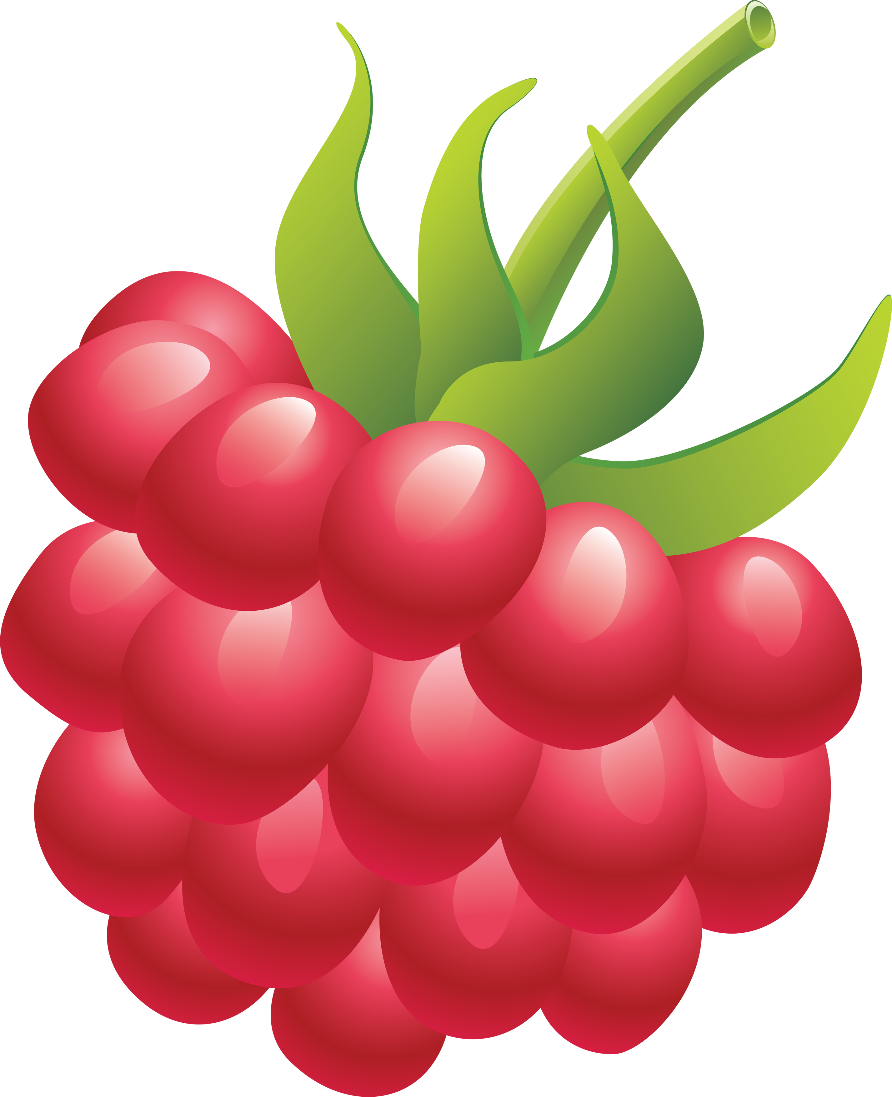 Raspberry Clipart - Raspberry Clipart Png (3952x4878)