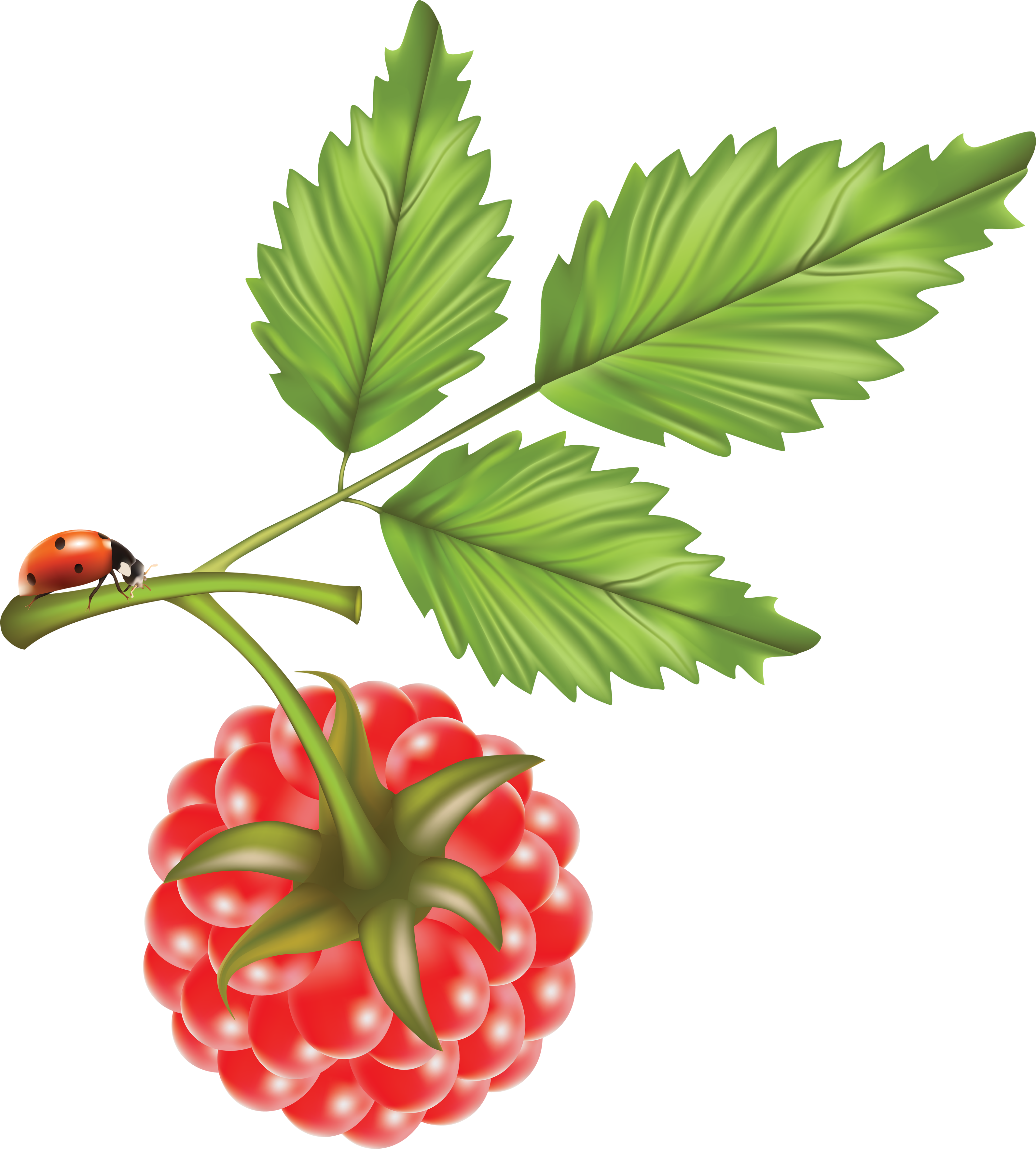 Raspberries, Free Picture, Fruit, Raspberry - Vector (3183x3530)