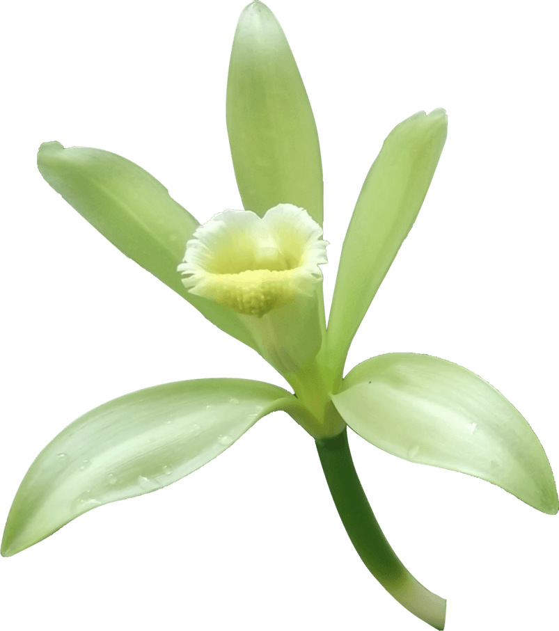 21，可使用adobe - Herb (803x907)