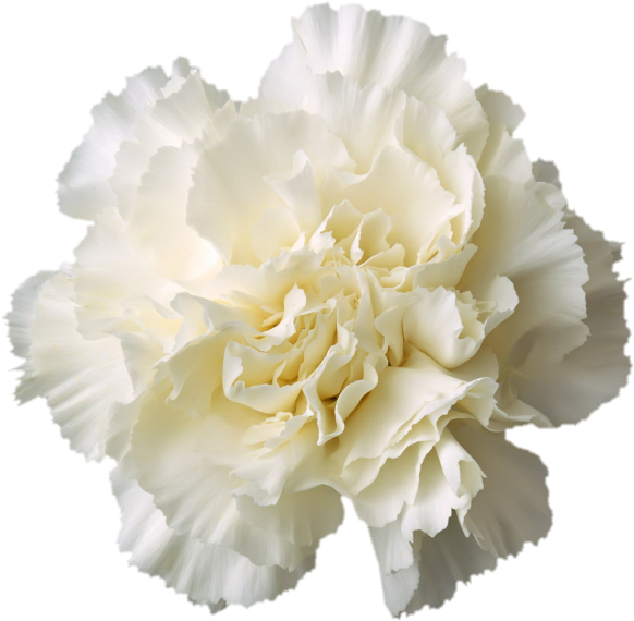 Blue Carnation Flower Download - Letter Flowers Ii 18x18 Wall Art, (600x600)
