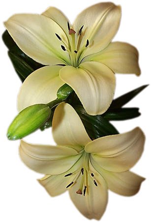 Https - //img-fotki - Yandex - Ru/get/9666/42830165 - Cluster-lilies (382x500)