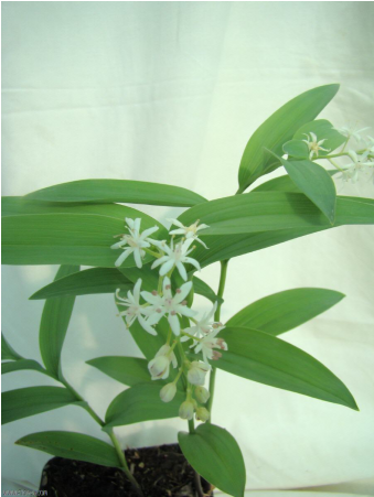 Maianthemum Stellatatum - Perennial Plant (600x450)