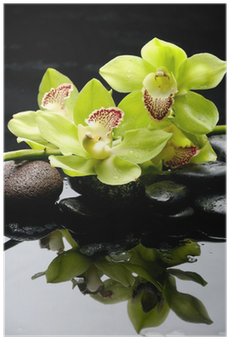 Haara Vihreä Orkidea Kanssa Zen Kivet Heijastus Juliste - Orchids (400x400)