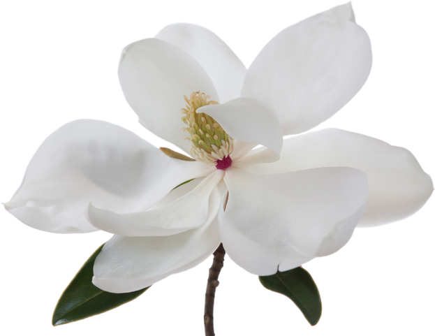*the Statements Made Herein Have Not Been Evaluated - Southern Magnolia (623x481)