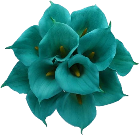 #aqua #teal #turquoise - Types Of Turquoise Flowers (500x500)