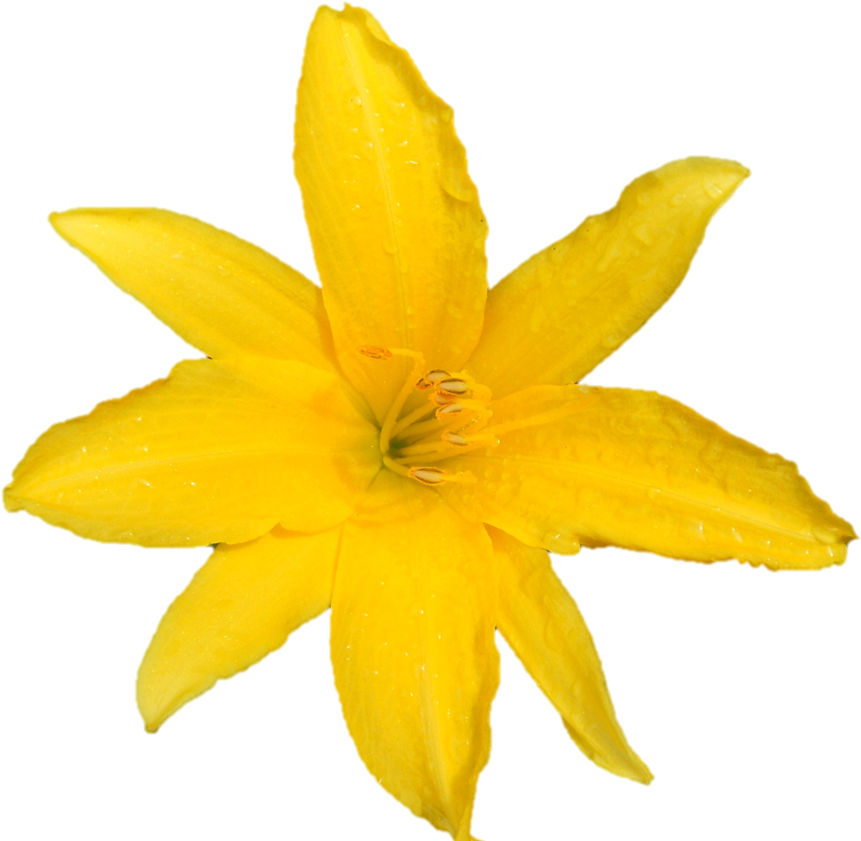 Sri Sarada Devi Darshan At Belur Math On - Avengers (913x892)