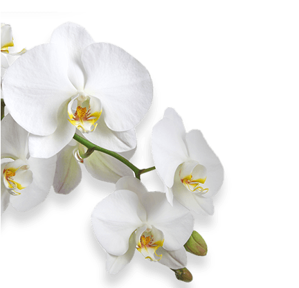 Flower - Consalnet Orchid White Flower Pattern Wallpaper Mural (439x415)