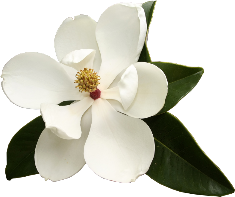 Lake Jackson Garden Club - Garden Club (800x669)