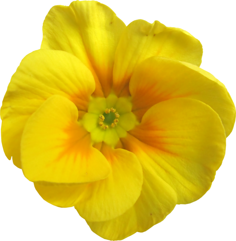 Primrose Petal Flower Garden Garden Roses - Flower (785x800)