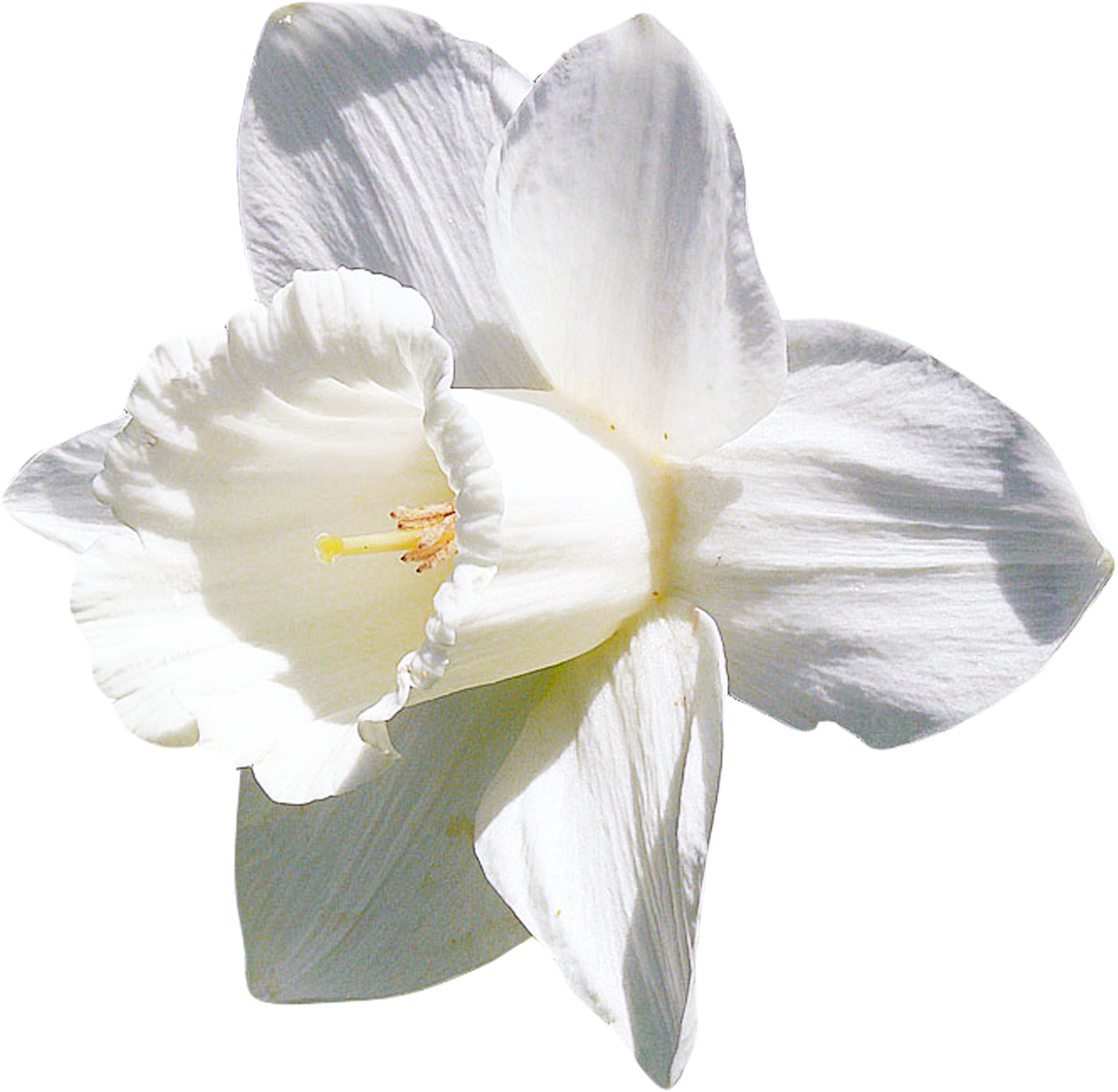 Daffodil White Flower Clip Art - Lily (2770x2706)