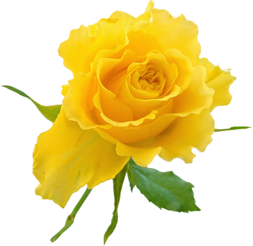 Yellow Rose Bud Clip Art - Good Night Messages With Flowers (500x486)