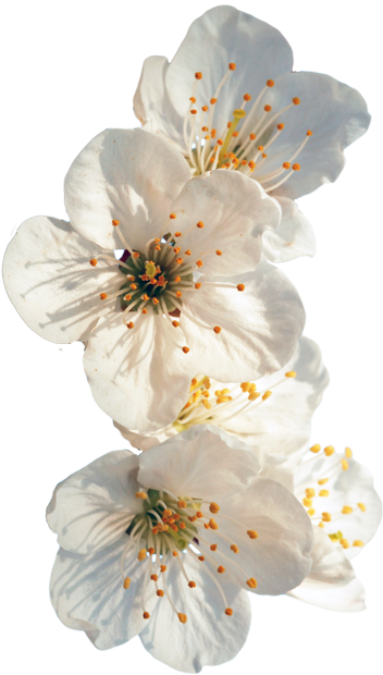Tumblr Me6d0xznee1rm6jd7o1 500 - Flowers Transparent (359x622)