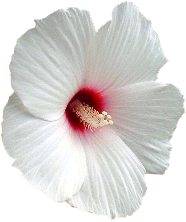 Flower Shoeblackplant Mallows Clip Art - Hibiscus Jpg Transparent (650x766)