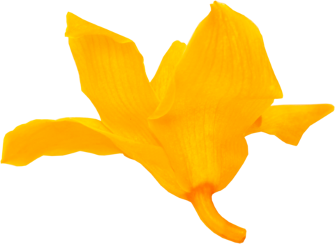 Orchid Dendrobium - Golden Yellow - Dendrobium (480x350)