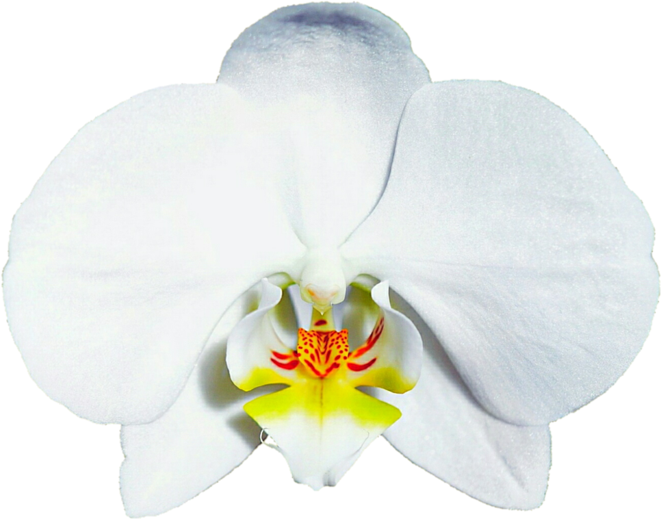 Bridal White Orchid By Jeanicebartzen27 - Orchids (999x799)