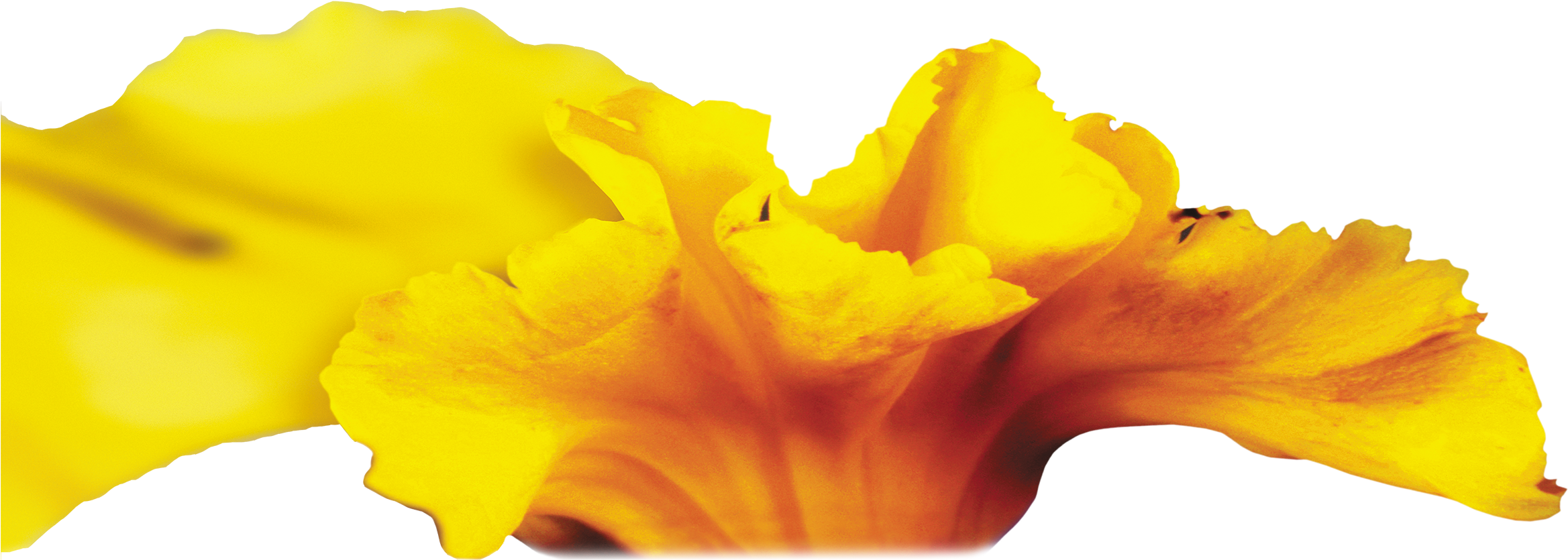 Essential Oils - Macro Photography (2362x925)