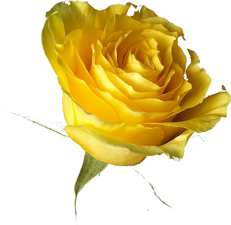 Different Colours Of Roses (1024x899)