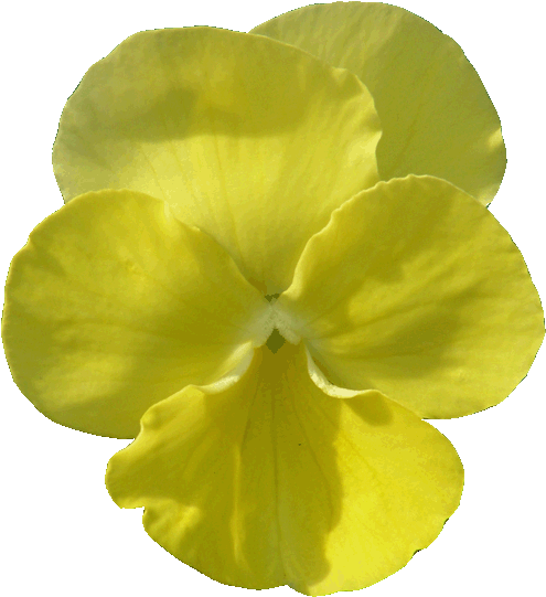 Victorian Viola Plugs And Young Plants For The Commercial - Trade (591x591)