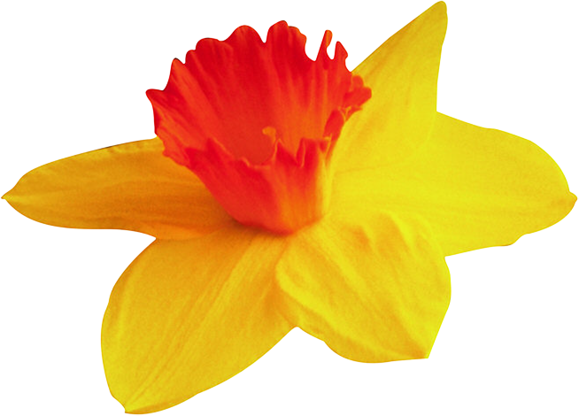 Publicat De Eu Ciresica La - Нарцисс На Прозрачном Фоне (654x470)