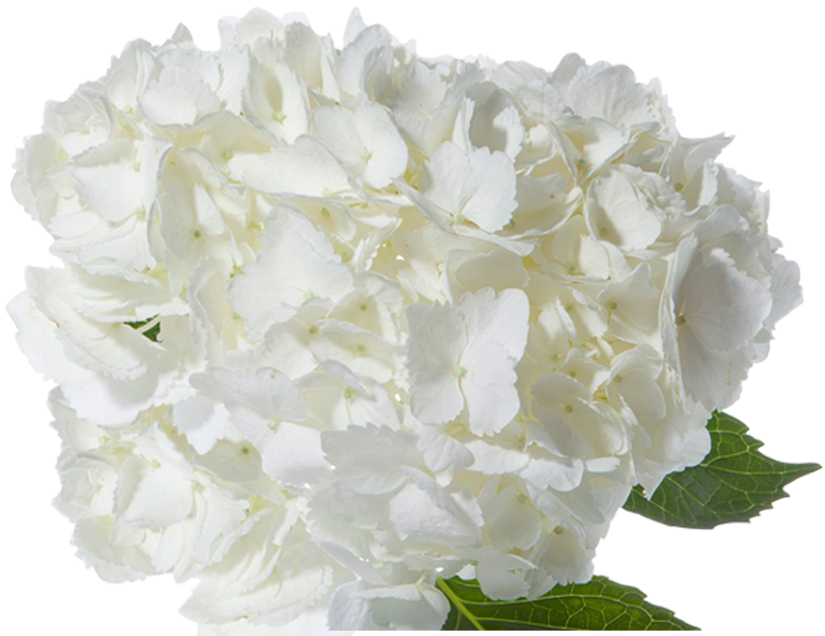 Jumbo White - White Hydrangea Flower Png (834x635)